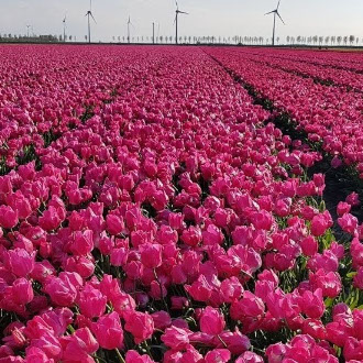 monumentaal-logeren-zierikzee
